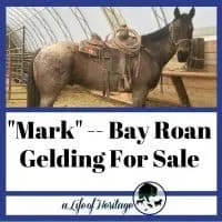 "Mark" A bay roan Horse for sale in Lewistown MT