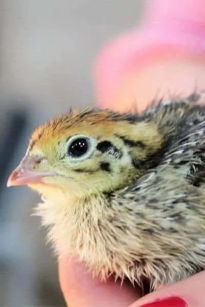 Small Quail being held in a hand