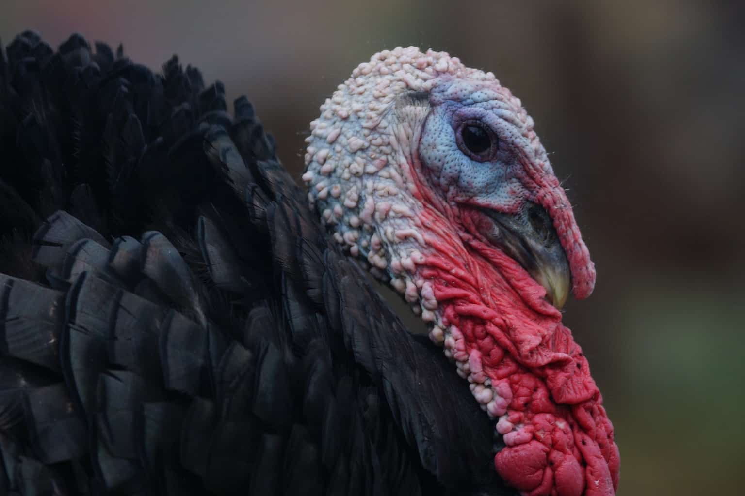 Black Turkey with red waddles