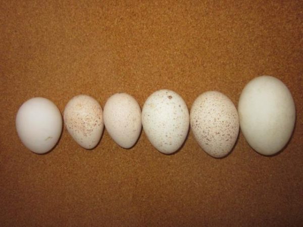 what do turkey eggs look like