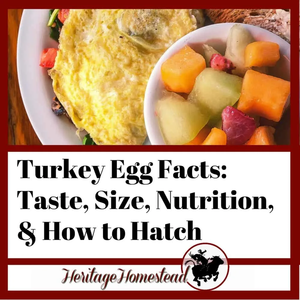Turkey egg facts: taste, size, nutriton and how to hatch