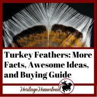 Turkey Feathers and the facts, ideas and buying guide