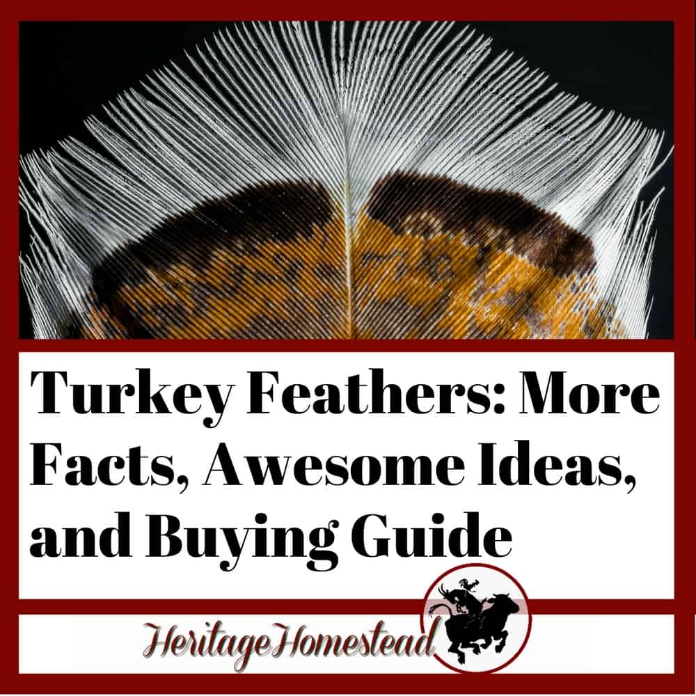 Turkey Feathers and the facts, ideas and buying guide
