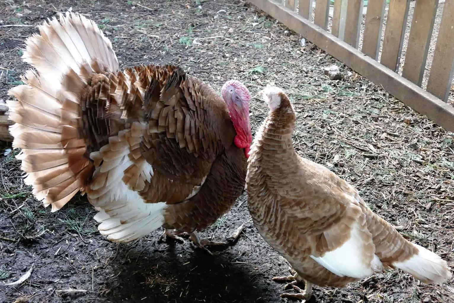 Turkey Feathers: More Facts, Awesome Ideas, and Buying Guide