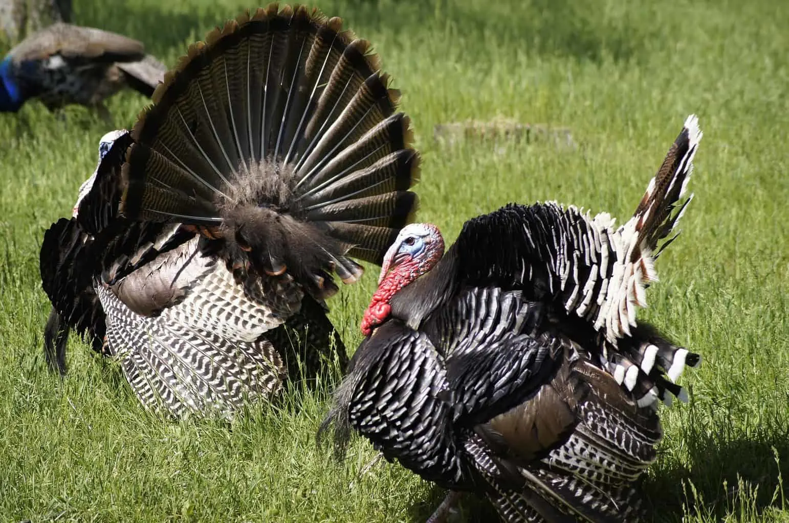 Two Narrangansett Turkey Strutting