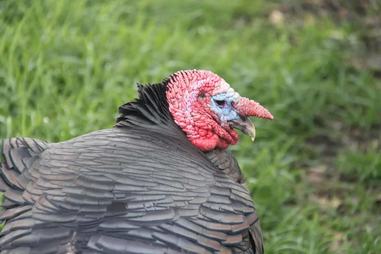 Slate or Blue Turkey