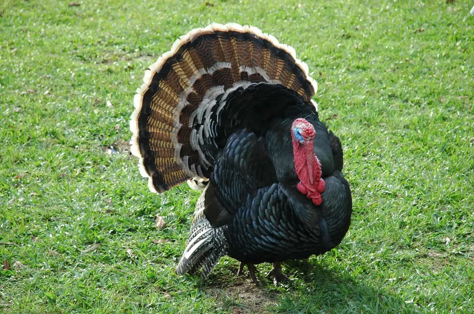 This turkey tom is strutting