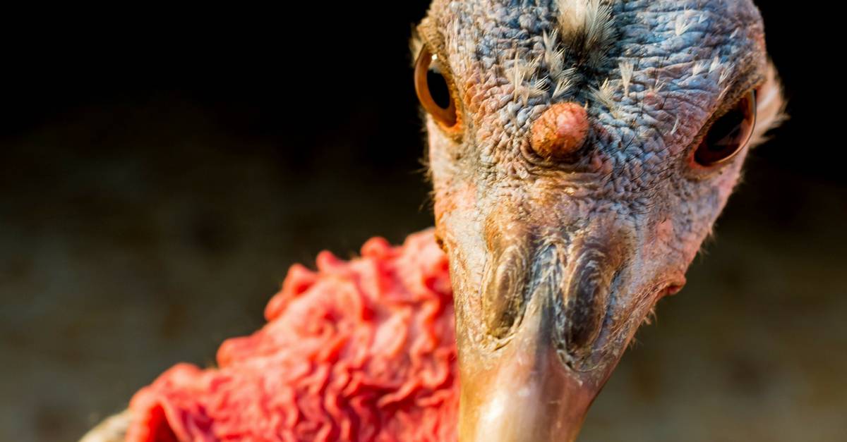 Young turkey looking closely into camera