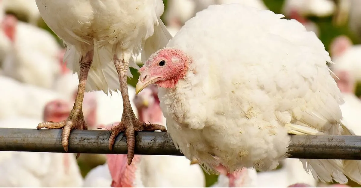 Turkeys roosting on a fence