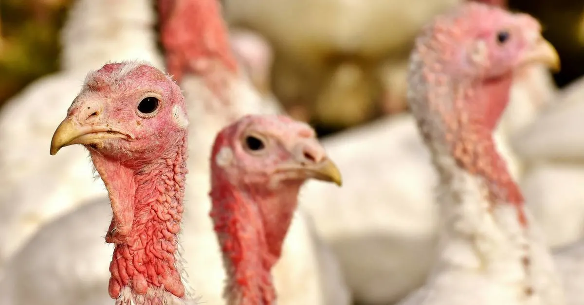 Three white turkeys