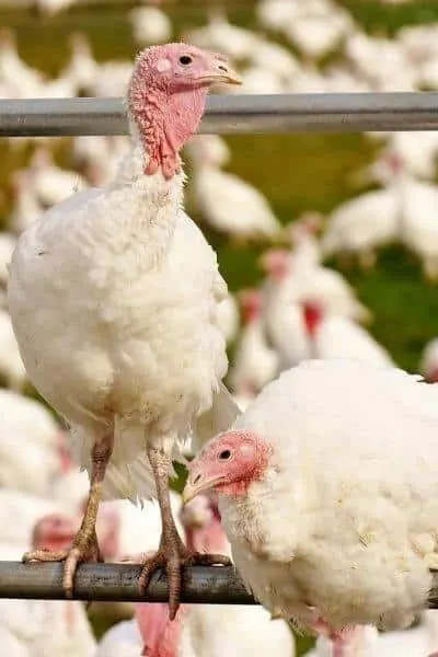 Two white turkeys sitting on a fence