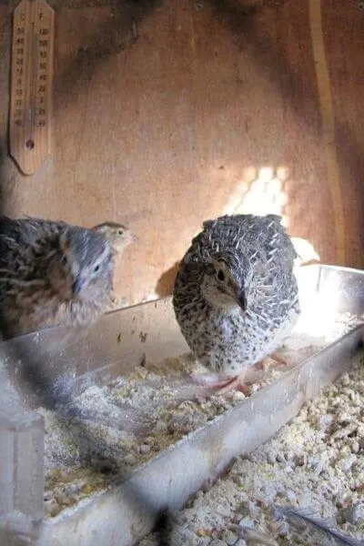 Quail standing in their feeder inside their house