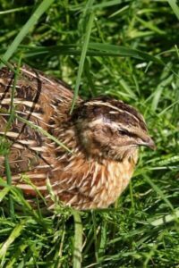 Raising Quail: How to Raise Healthy Quail and Avoid Catastrophe