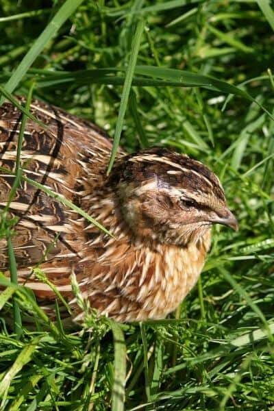 quail hiding in the green grass