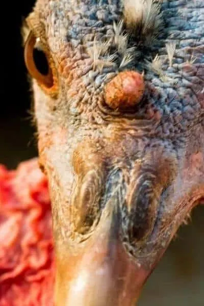 close up of a turkey's head