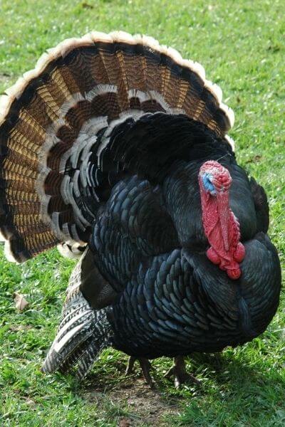 Turkey Feathers: More Facts, Awesome Ideas, and Buying Guide