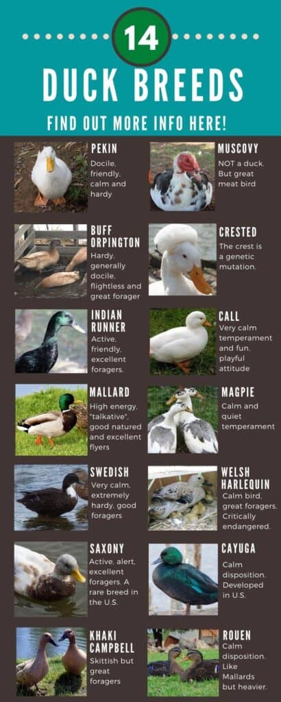 An infographic with 14 duck breeds and their characteristics listed with pictures