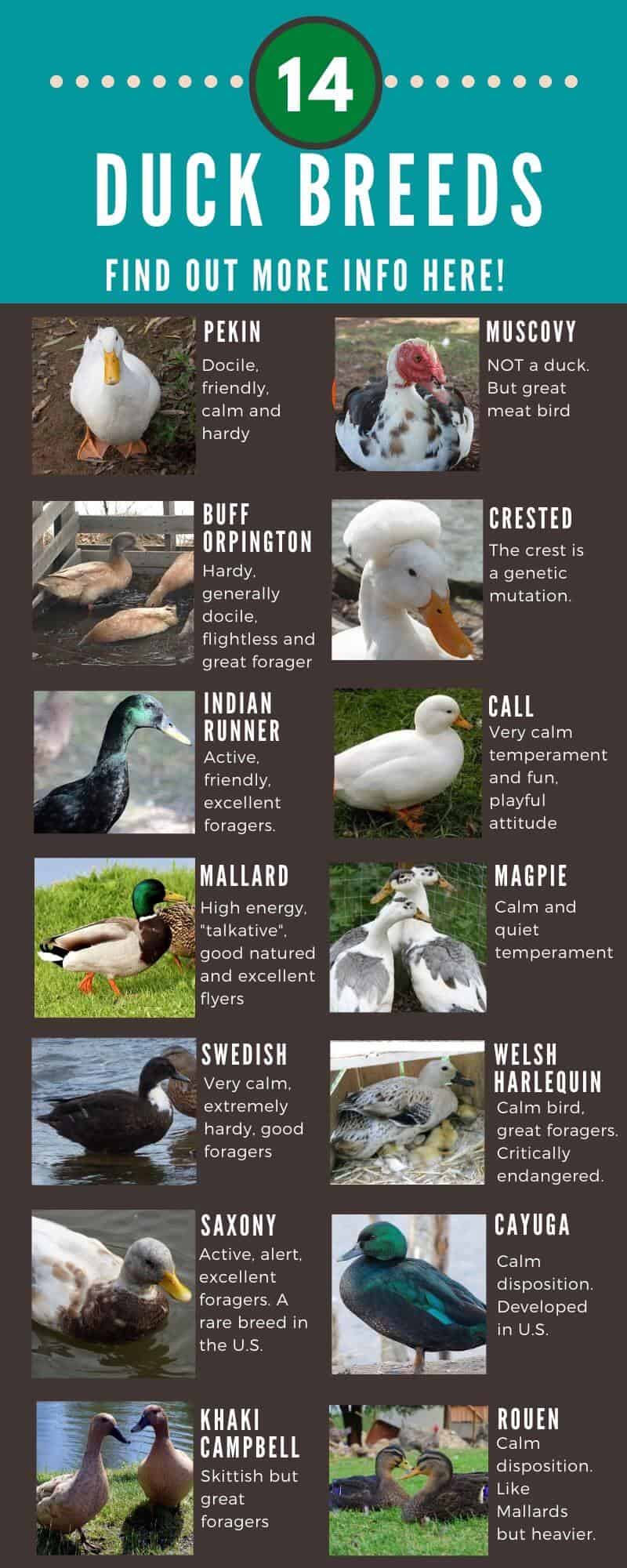 Duck Breeds 14 Breeds YOU Could Own and Their Facts at a Glance