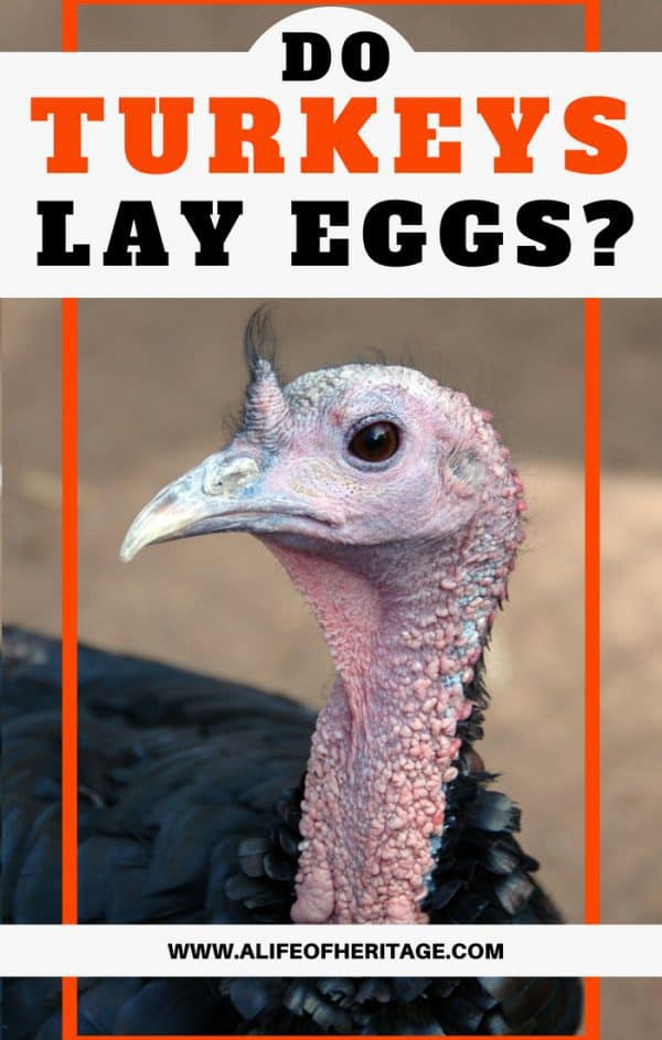 do-turkeys-lay-eggs-your-questions-answered-great-turkey-egg-info