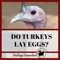 Do Turkeys Lay Eggs? Your Questions Answered!