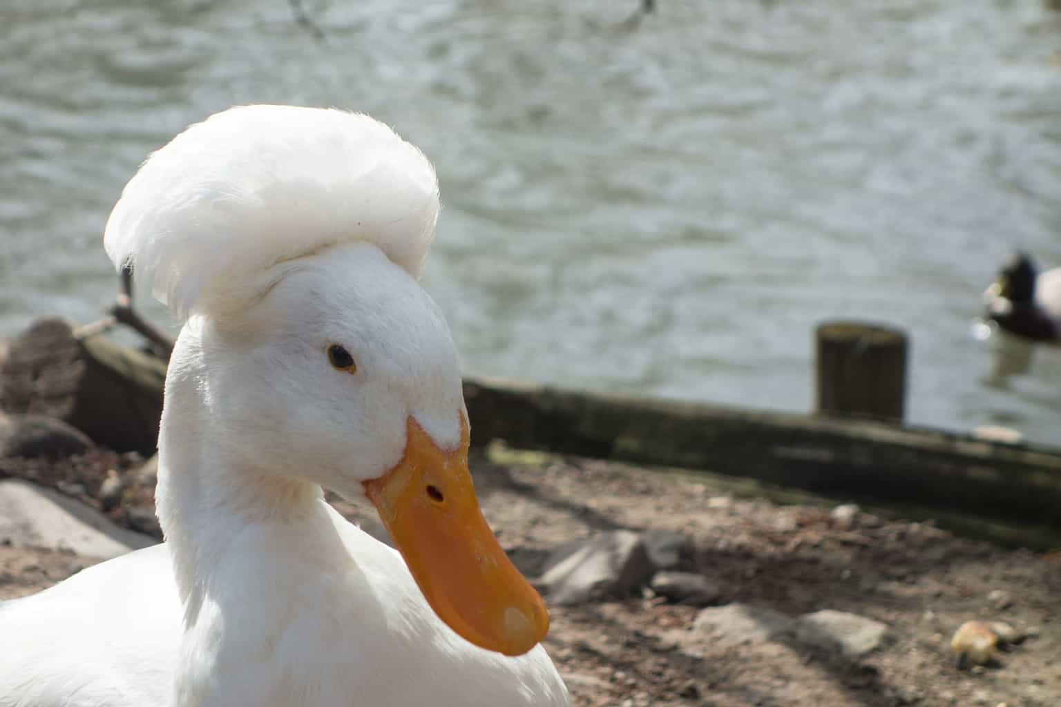 Duck Breeds 14 Breeds YOU Could Own and Their Facts at a Glance