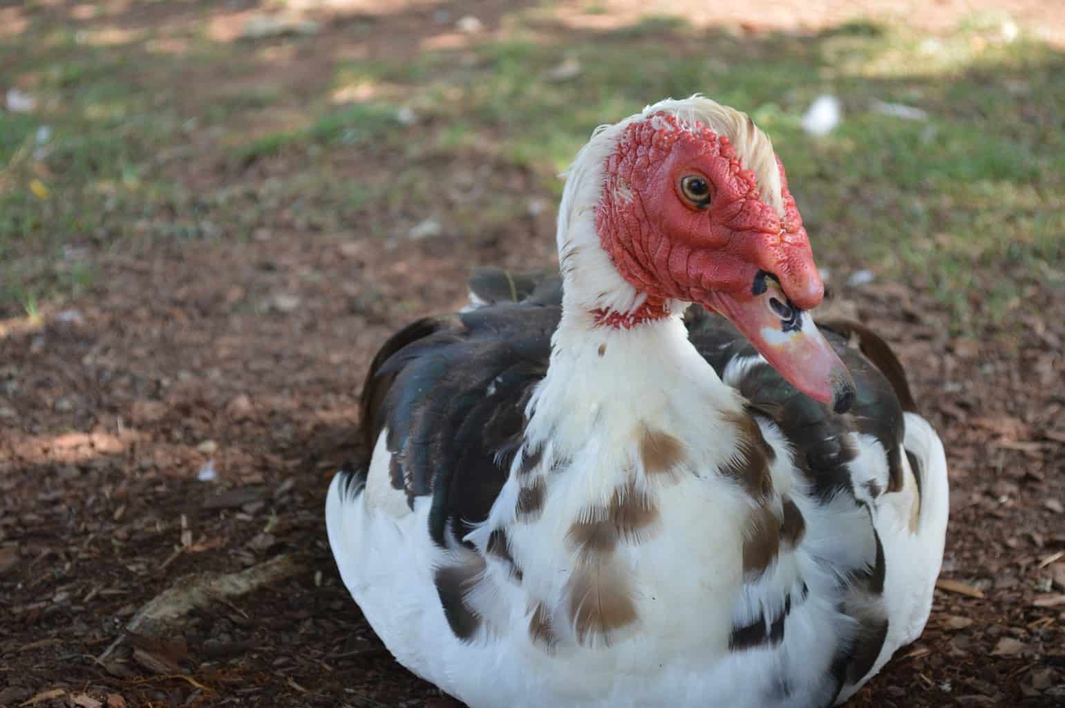 Duck Breeds: 14 Breeds YOU Could Own and Their Facts at a Glance