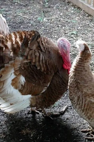 Turkey tom and hen with the tom strutting