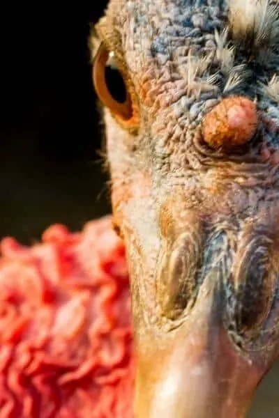 Turkey hen close up