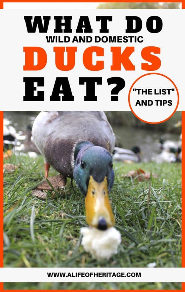 What Do Ducks Eat? HowTo and Tips for Domestic and Wild Ducks