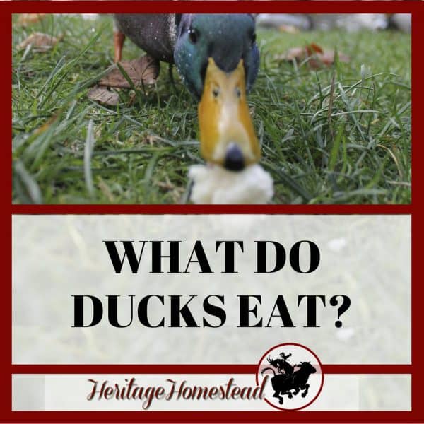 Your Quick and Easy HowTo Guide to Raising Ducks