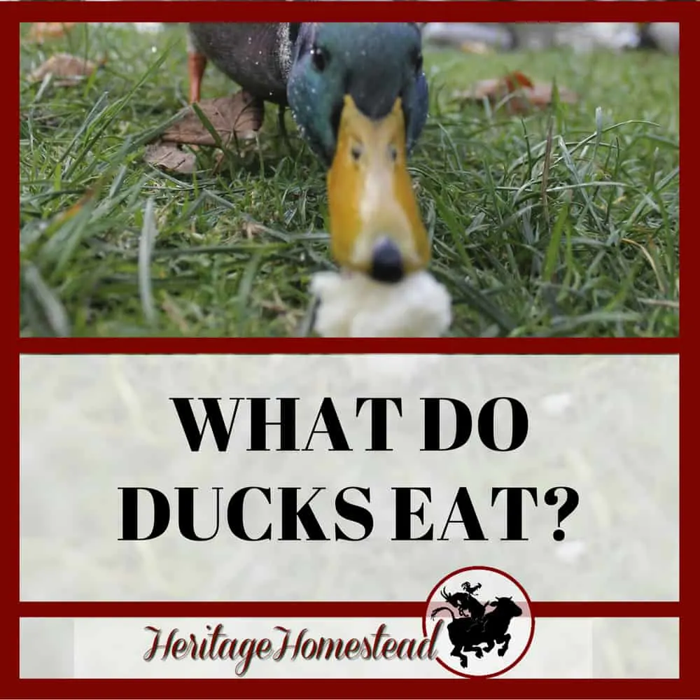 What do ducks eat? You need to know what to feed ducks. And here is your list of what to feed and what not to feed your ducks and ducks at the park.
