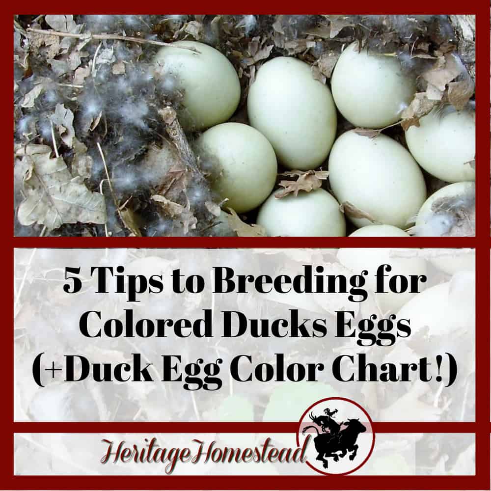 Duck Egg Color and 5 tips to breeding for colored eggs