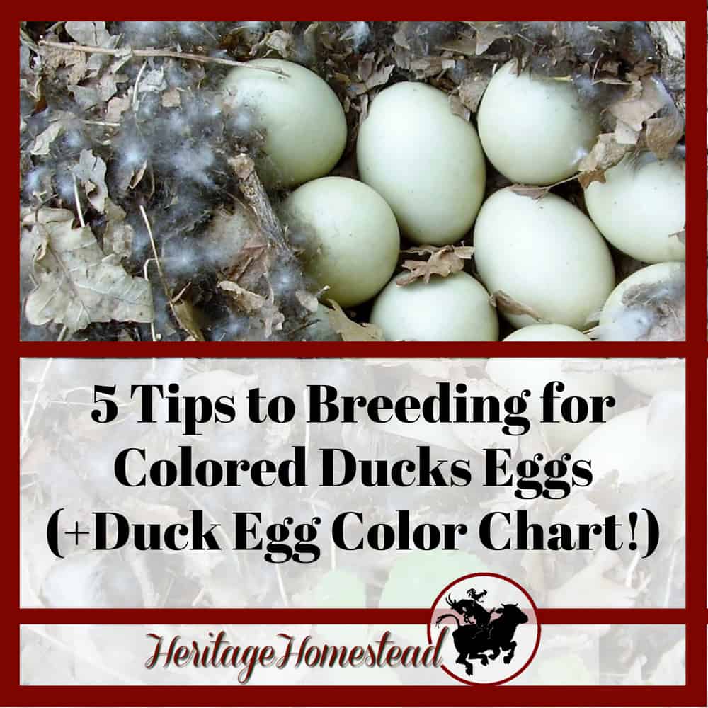 5 Tips to Breeding for Colored Ducks Eggs (+Duck Egg Color Chart!)