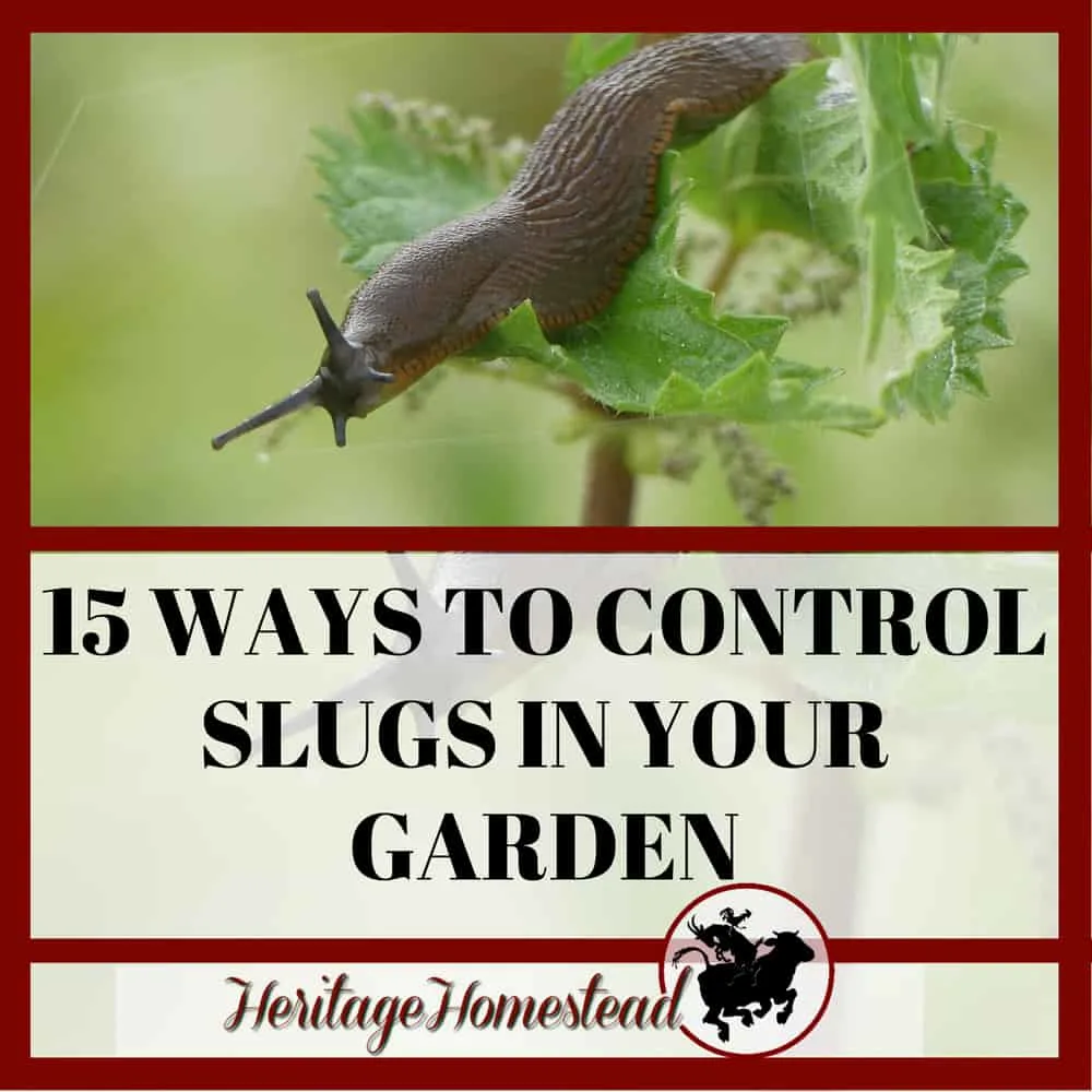 Slugs hanging from leaf. Learn how to control slugs in your garden.