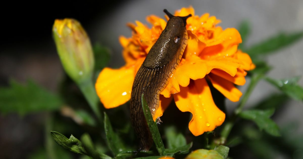 Slugs 15 Easy, Natural, And Effective Ways To Control Slugs