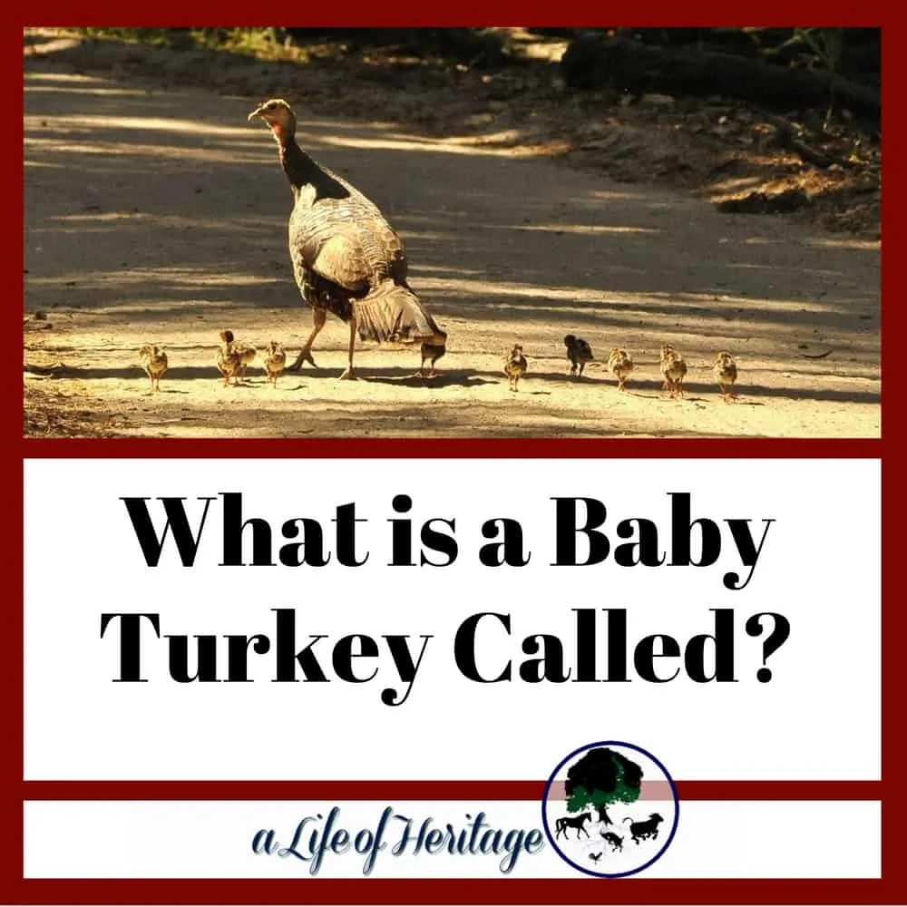 What do you call a baby turkey? It's a fun name! There's a few more things to know as well...check it out!