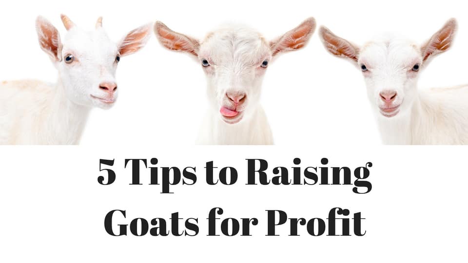 Tips to raising goats for profit