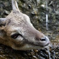Your Water Source is Affecting Your Goat Herd's Health