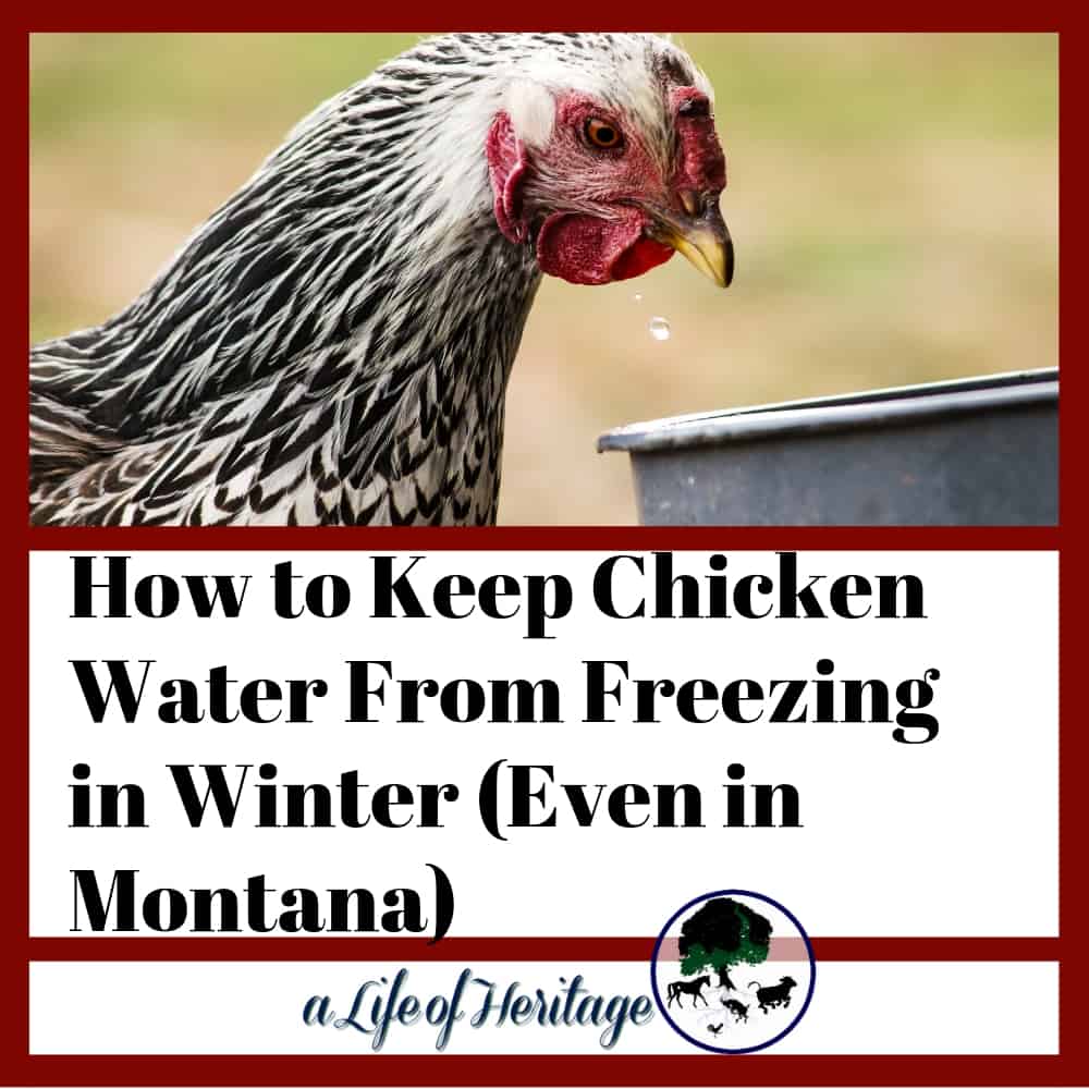 Chicken water in winter can be tough. This is the only way I've found to keep water from freezing in really cold weather.