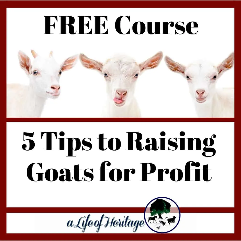 Raising Goats for Profit can be made easy when you have these 5 tips to help you. Free Course with video, PDF's and information.