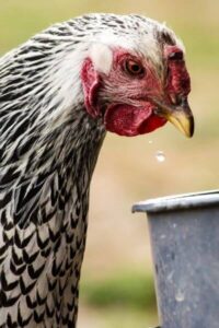 How to Keep Chicken Water From Freezing in Winter (Even in Montana)