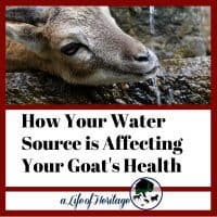 Goat drinking water with the words "how your water source is affecting your goat's health"