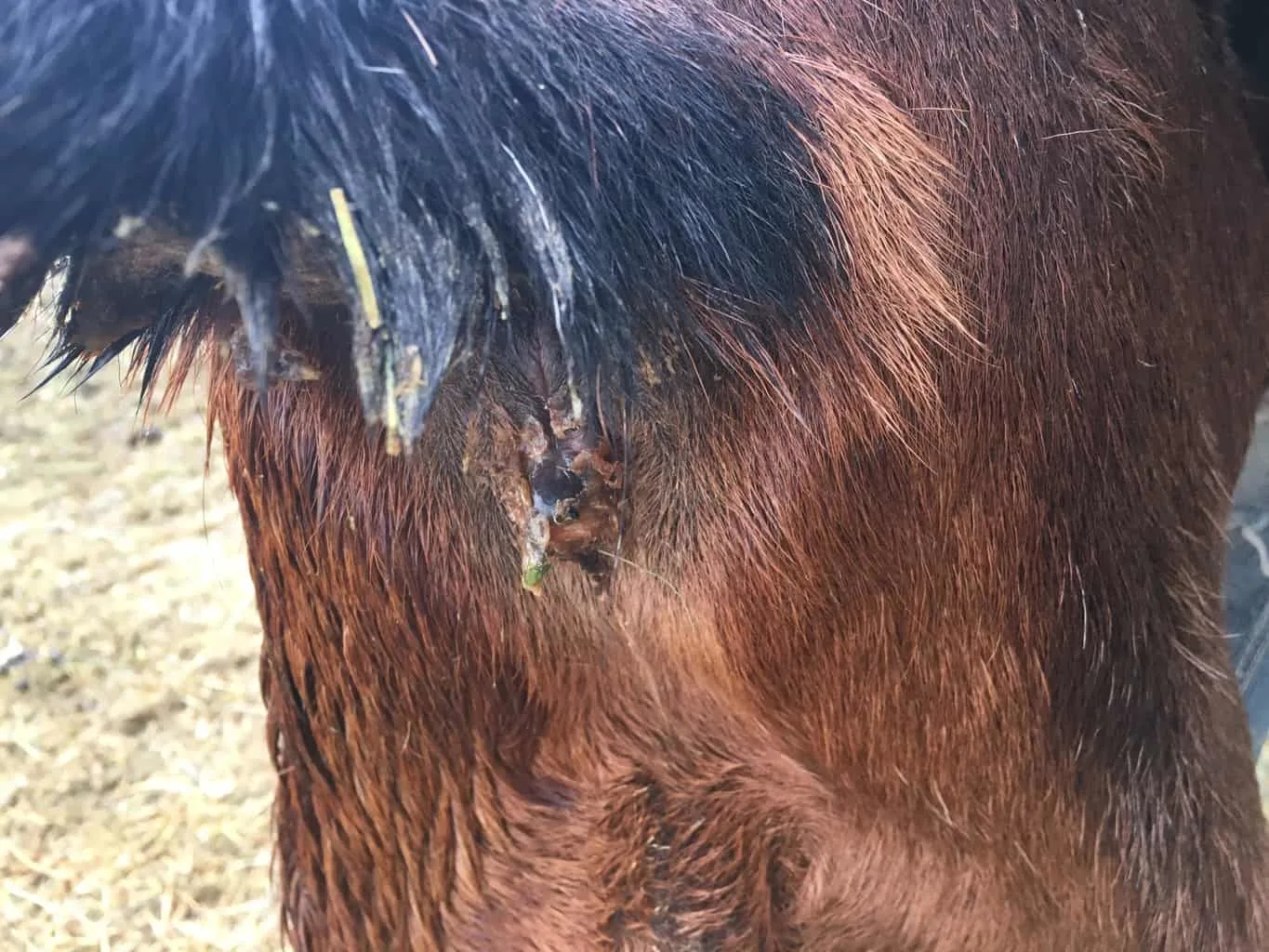 A goat in heat will have discharge and their tails will be wet, gooey and "clumpy"