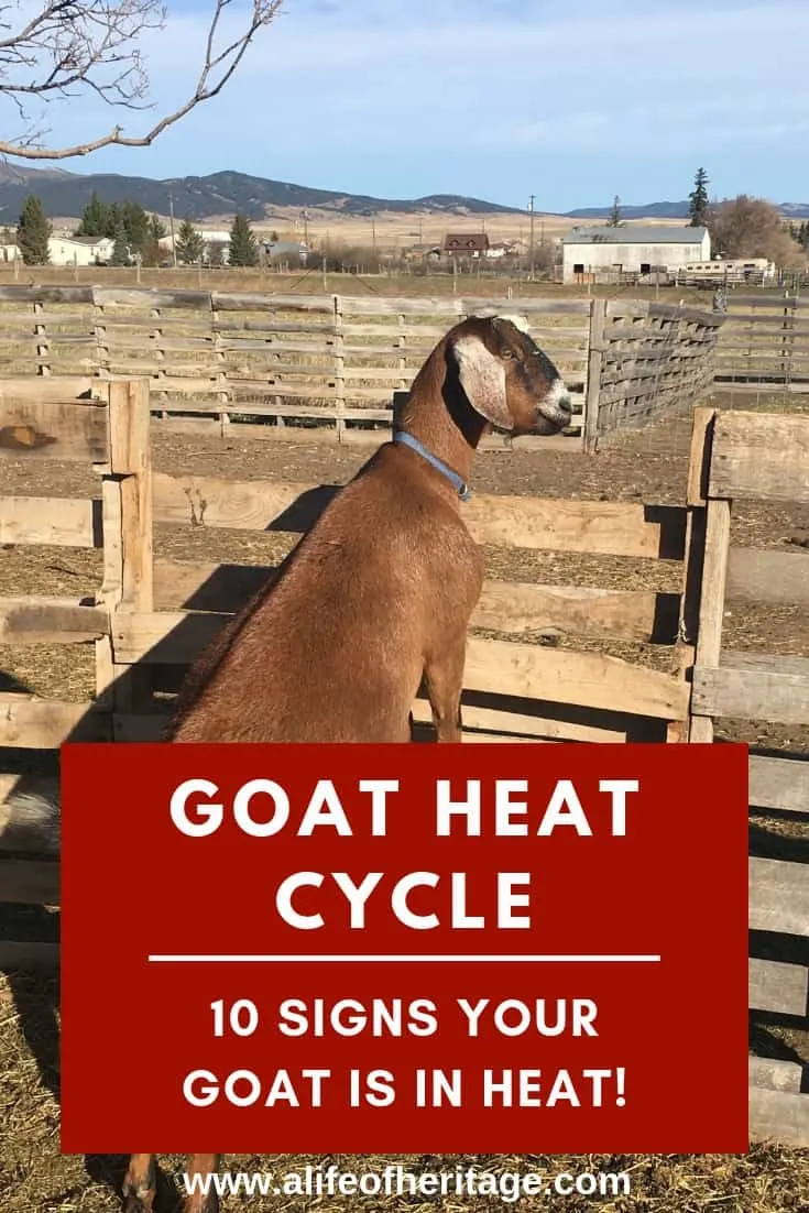 Dog heat clearance cycle tracker