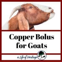 It can be easy to give copper boluses to goats if you know how!