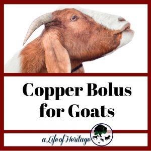 It can be easy to give copper boluses to goats if you know how!