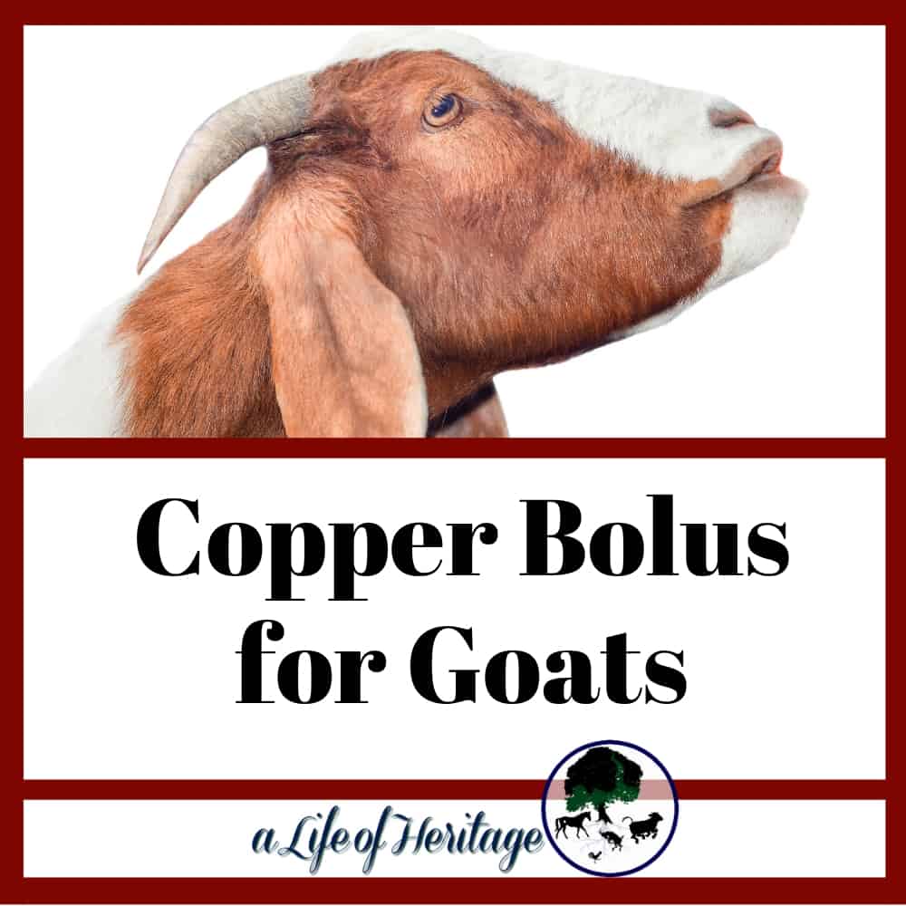 It can be easy to give copper boluses to goats if you know how!