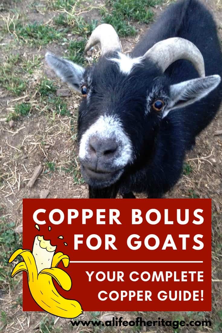 Copper bolus for goats. Copper is one of the most essential minerals your goats needs. Learn how to keep your goat healthy with copper.