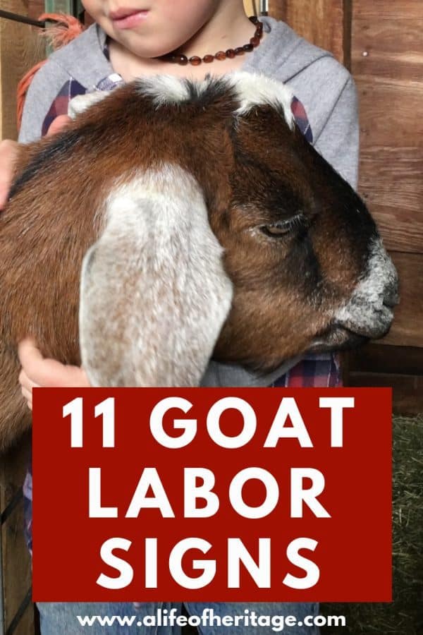 11 Goat Labor Signs You NEED to Know 2023 Detailed info and pics