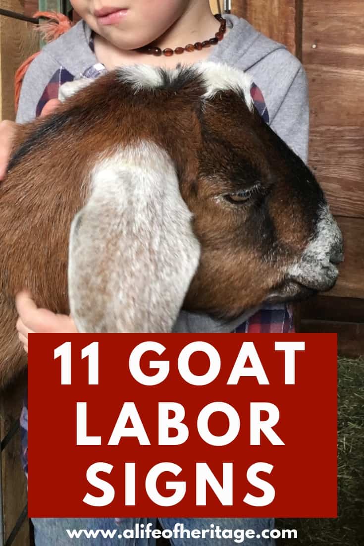 11 goat labor signs you need to know